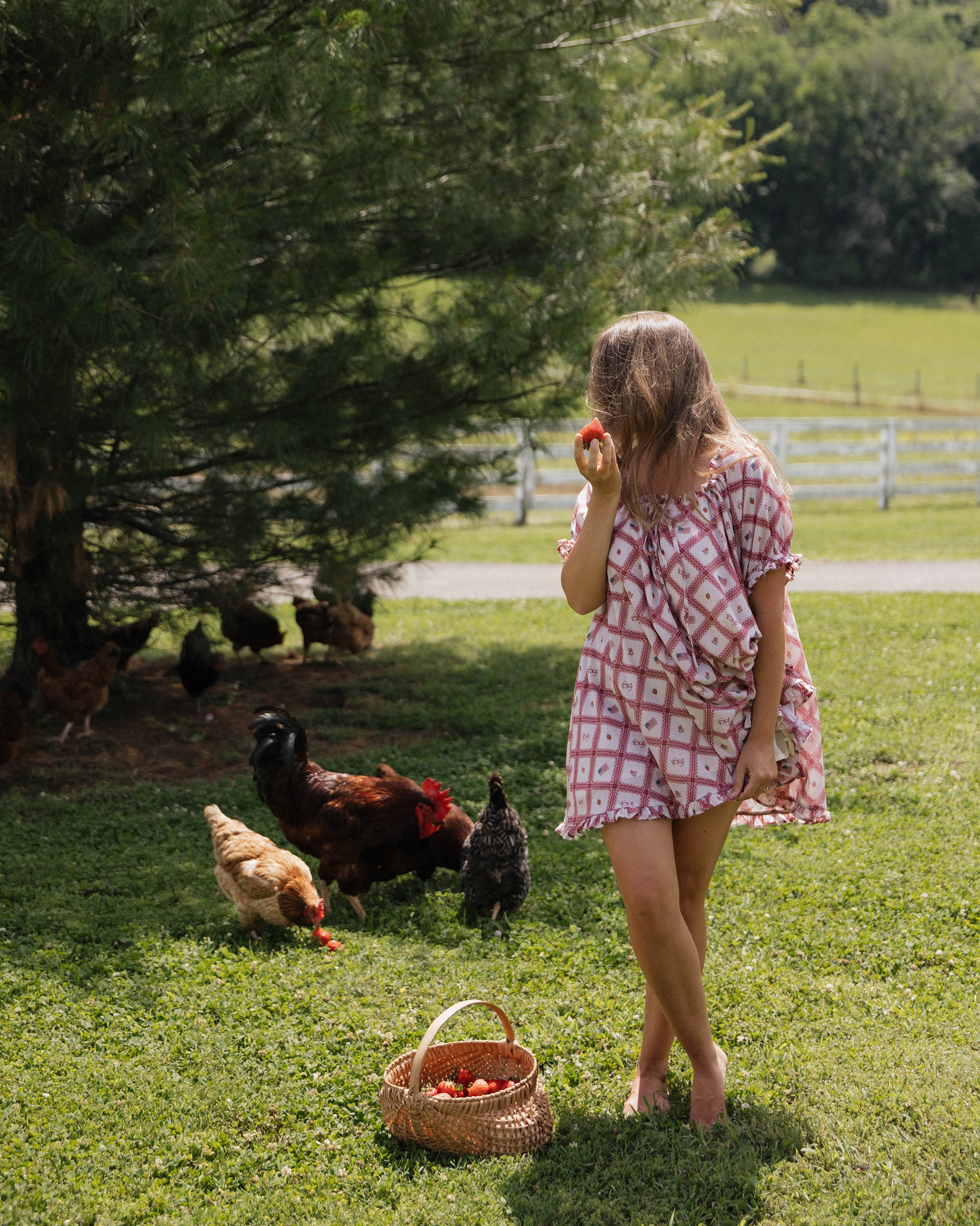 Daisy - Berry Americana Edition