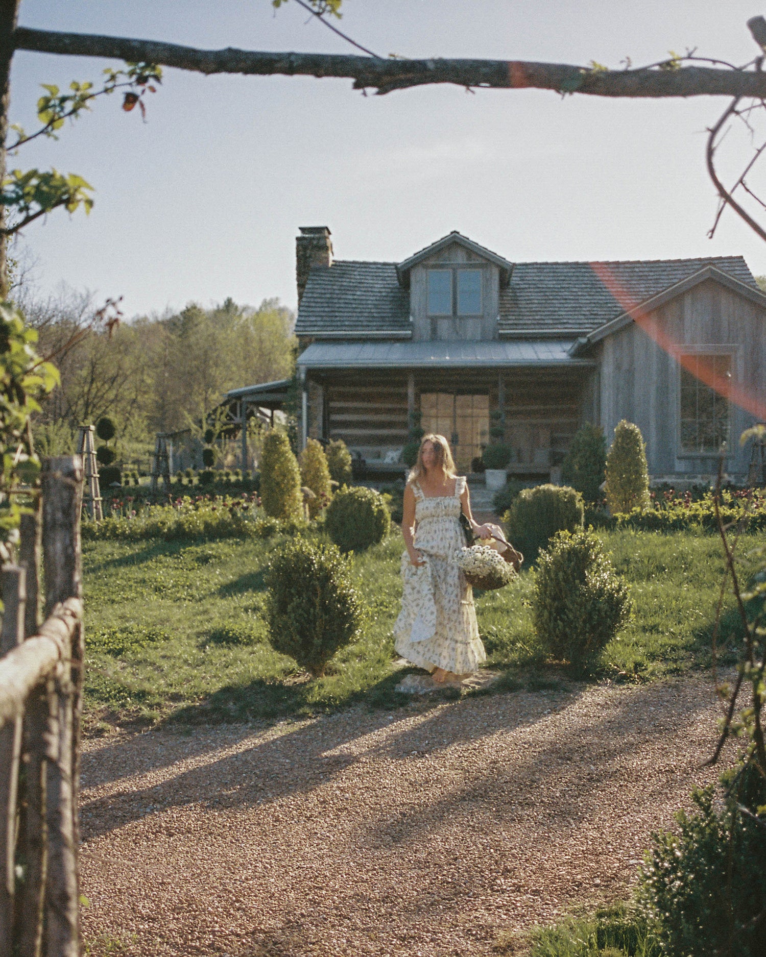 Ivy in Meadow